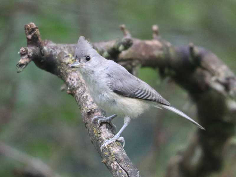 Mystery bird to be identified