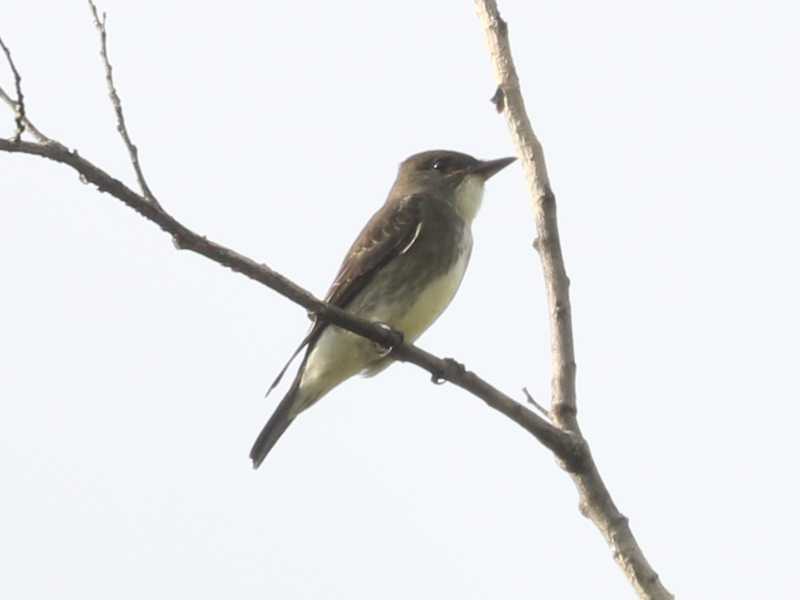Mystery bird to be identified