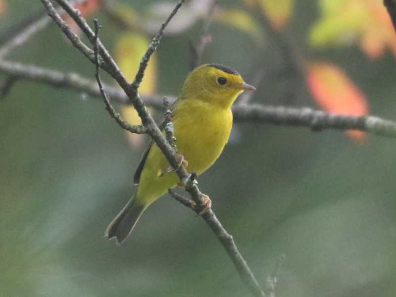 Mystery bird to be identified