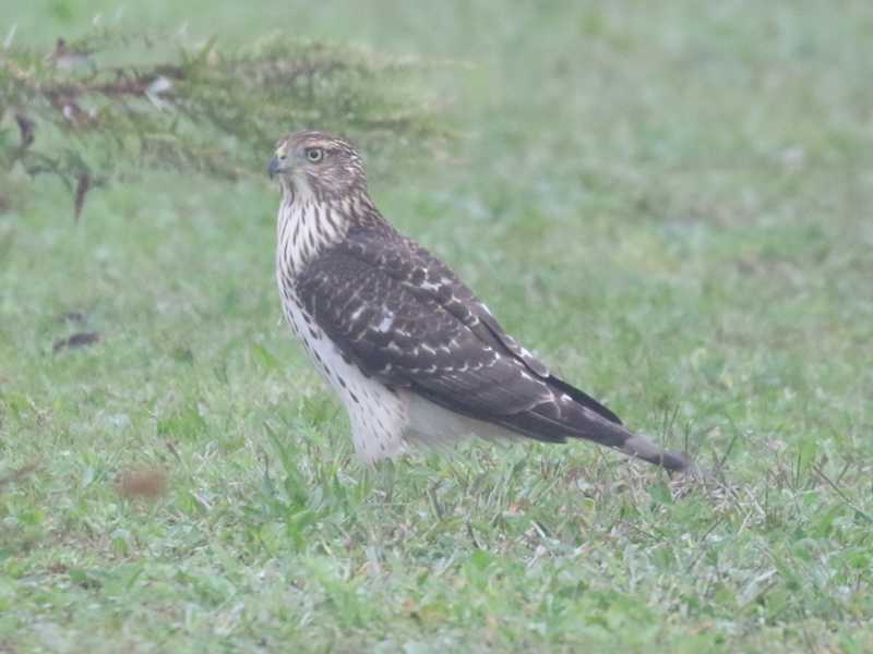 Mystery bird to be identified