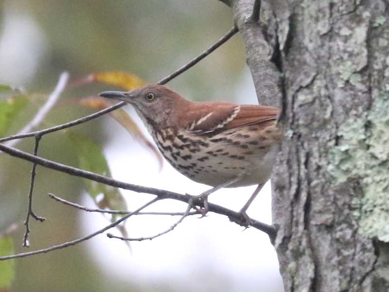 Mystery bird to be identified