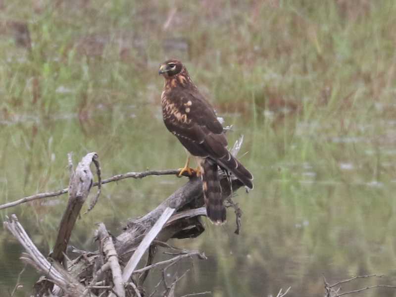 Mystery bird to be identified