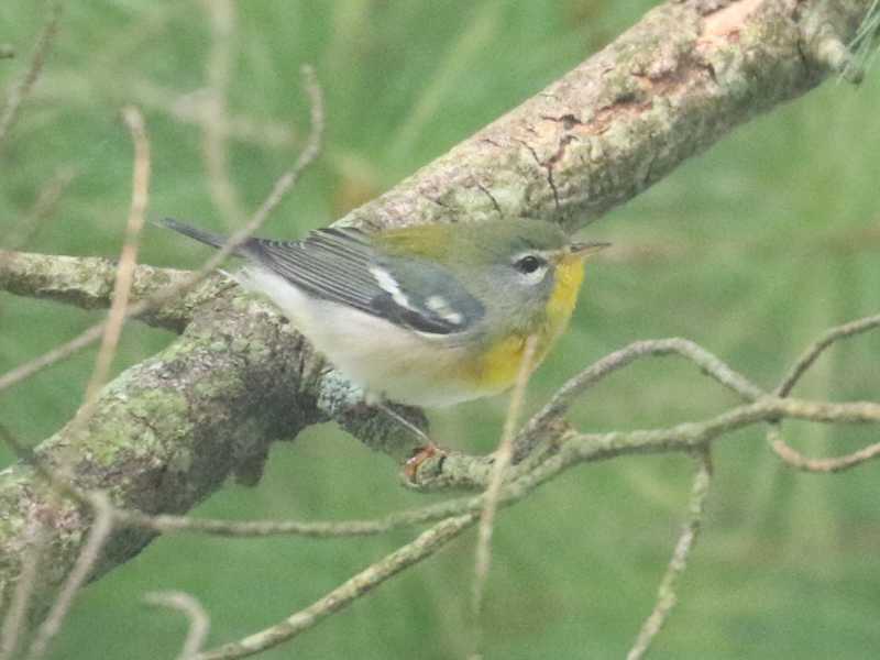 Mystery bird to be identified