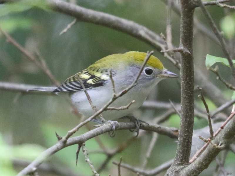 Mystery bird to be identified