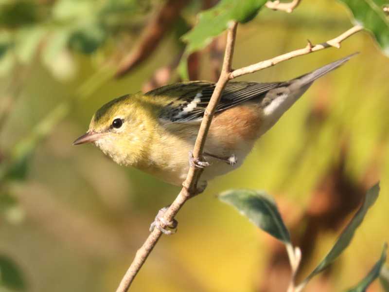 Mystery bird to be identified