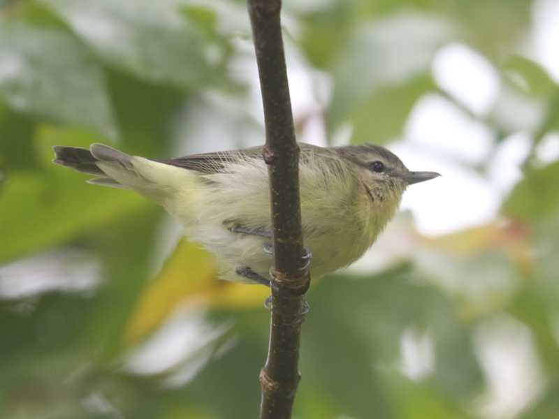 Mystery bird to be identified