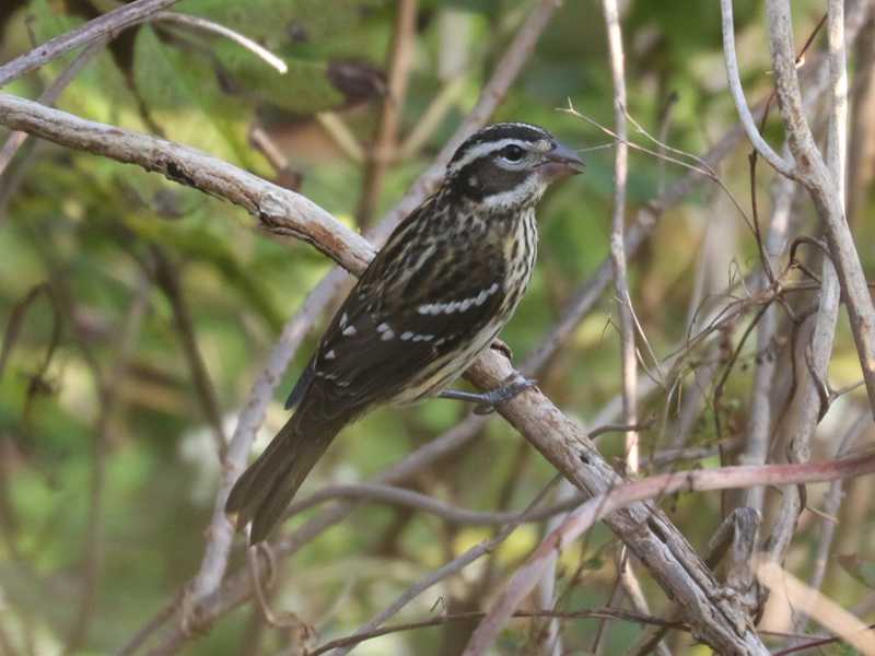 Mystery bird to be identified