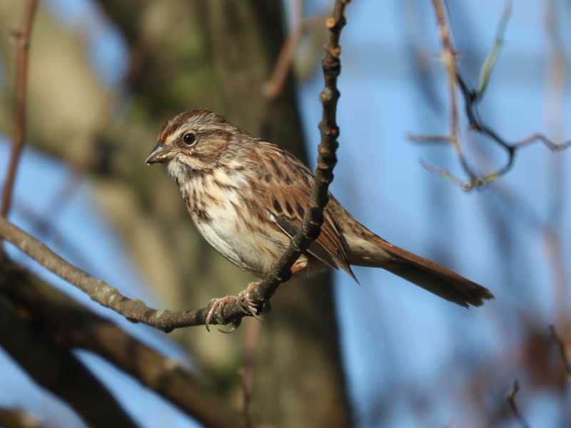 Mystery bird to be identified