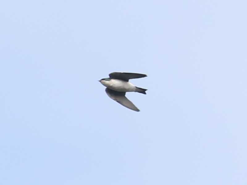 Mystery bird to be identified