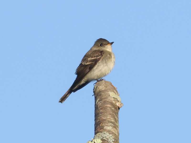 Mystery bird to be identified