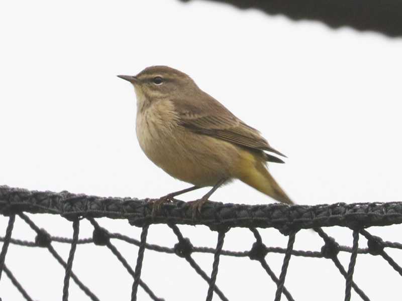 Mystery bird to be identified