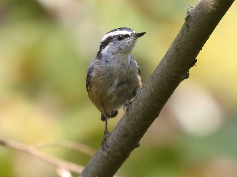 Mystery bird to be identified