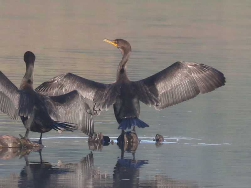 Mystery bird to be identified