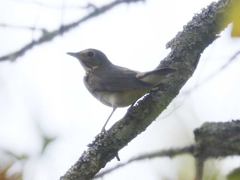 Mystery bird to be identified