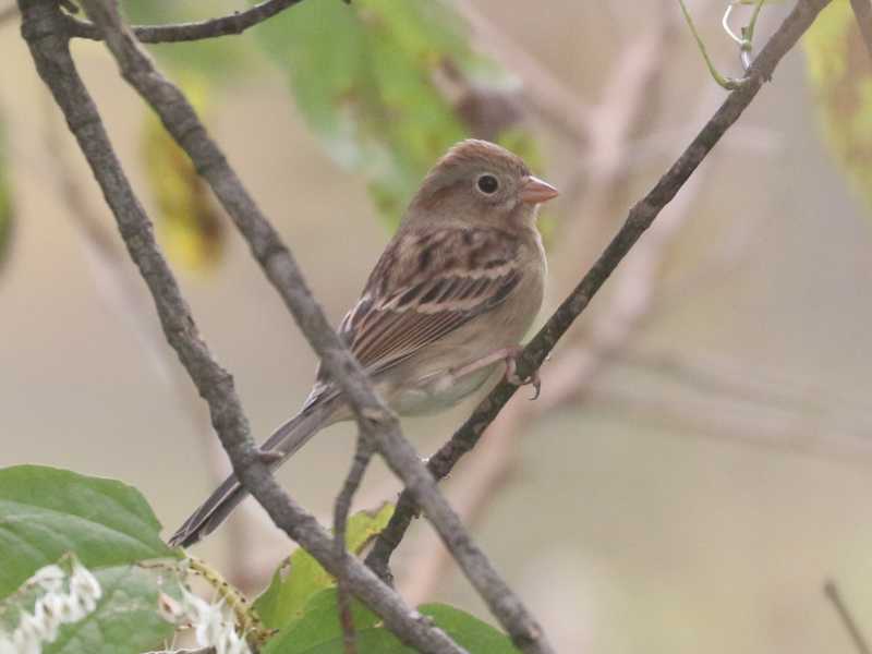 Mystery bird to be identified