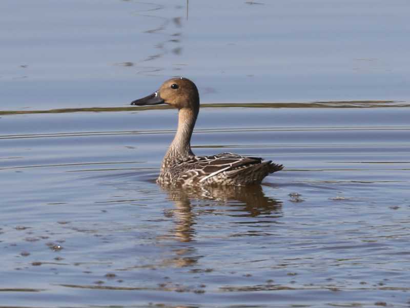 Mystery bird to be identified
