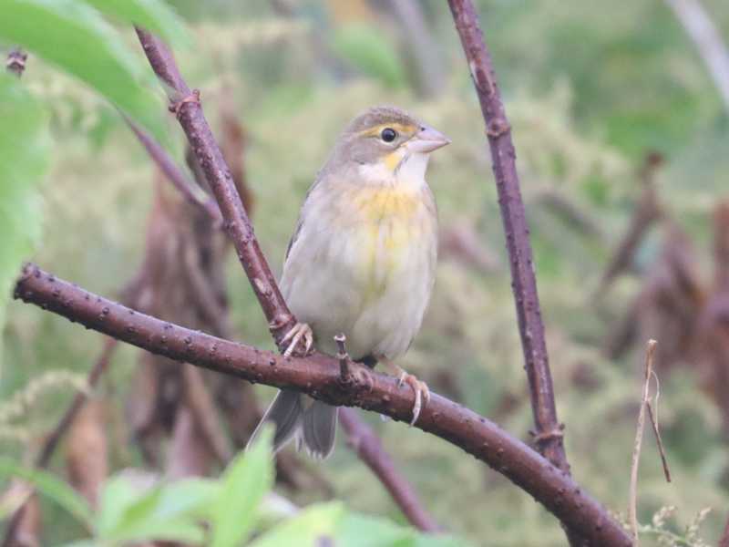 Mystery bird to be identified