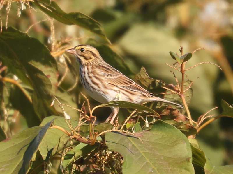 Mystery bird to be identified
