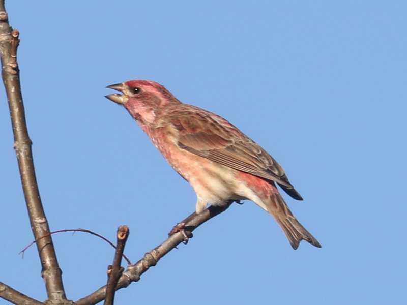 Mystery bird to be identified
