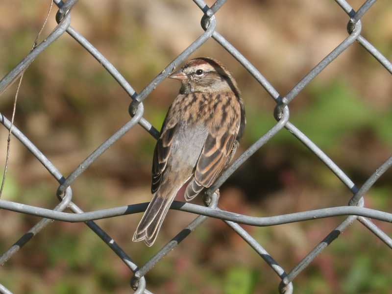 Mystery bird to be identified