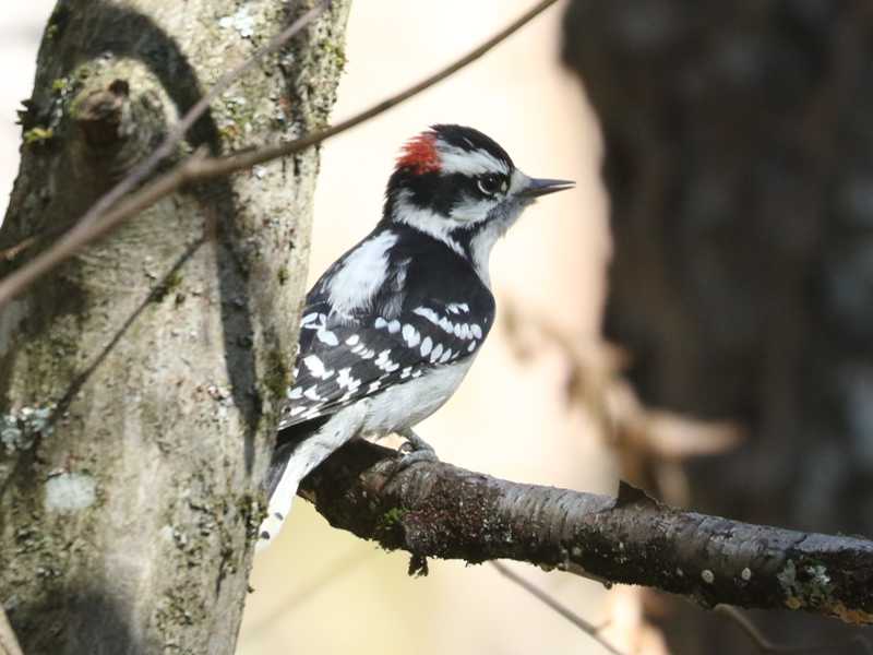Mystery bird to be identified