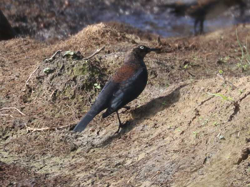 Mystery bird to be identified