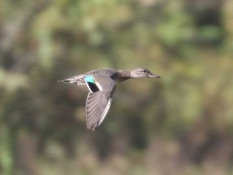 Mystery bird to be identified