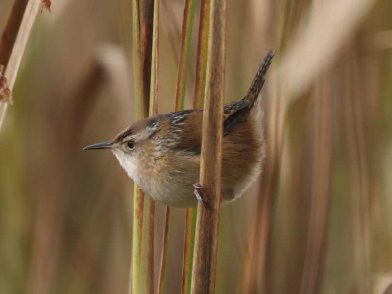 Mystery bird to be identified