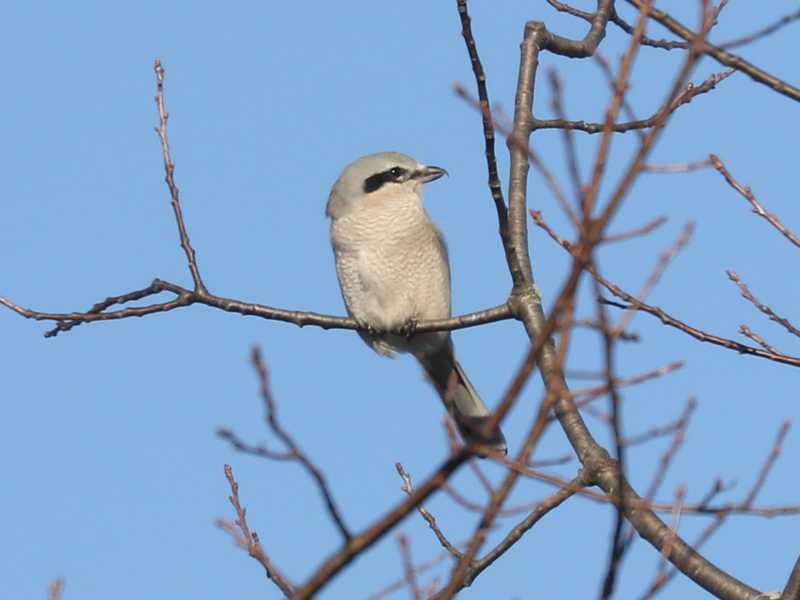 Mystery bird to be identified