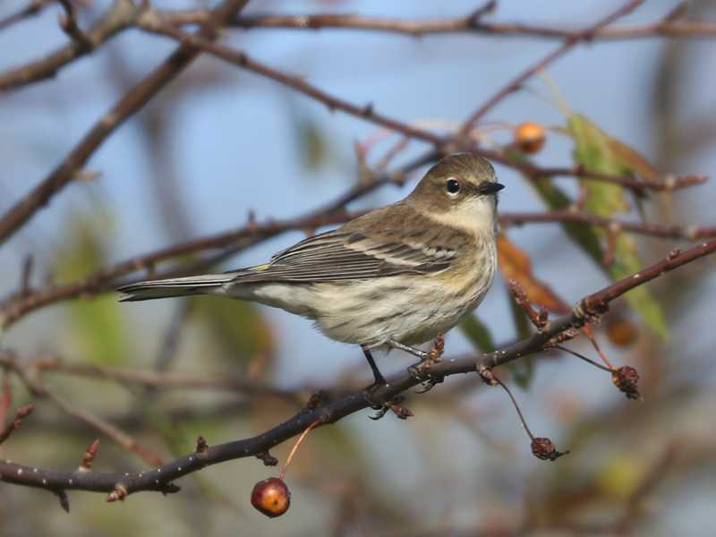 Mystery bird to be identified
