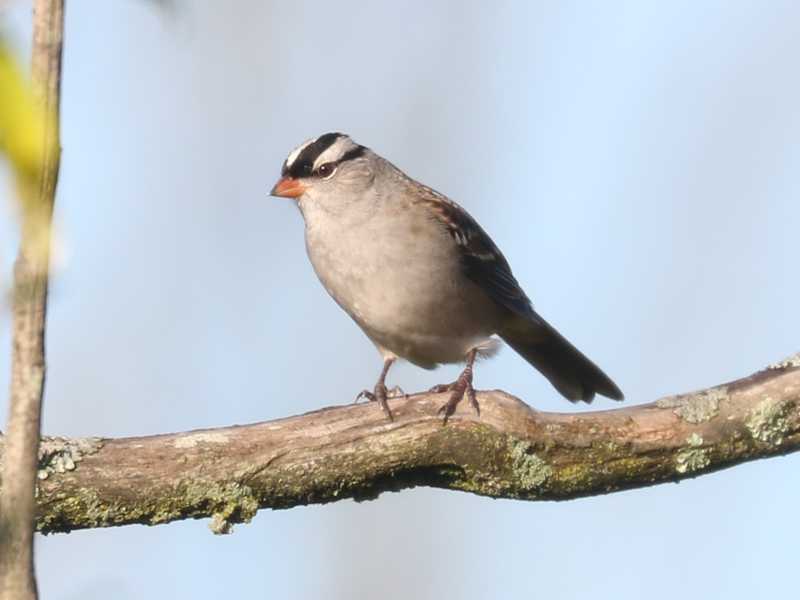 Mystery bird to be identified