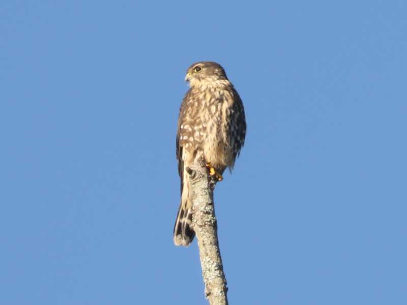 Mystery bird to be identified