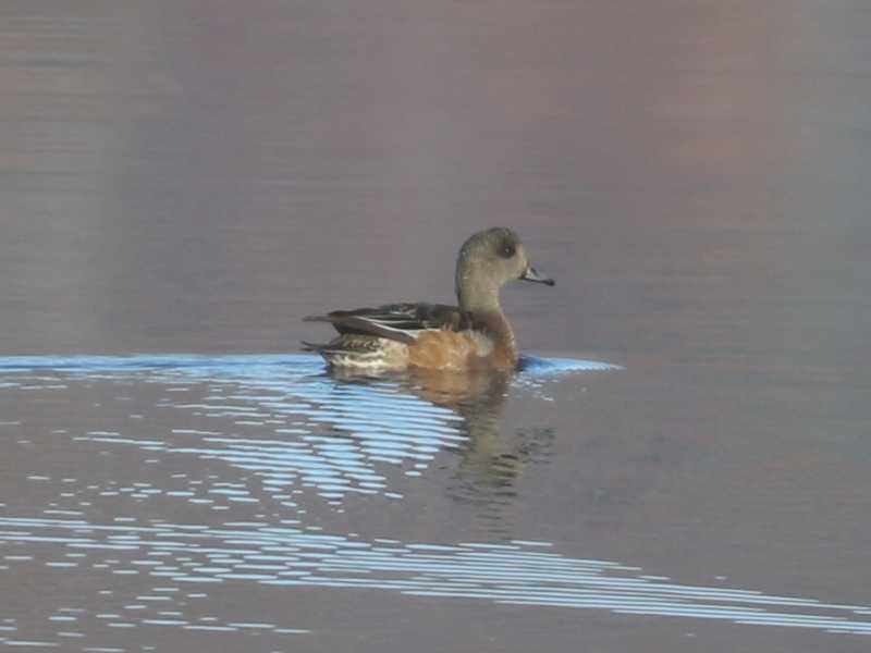 Mystery bird to be identified