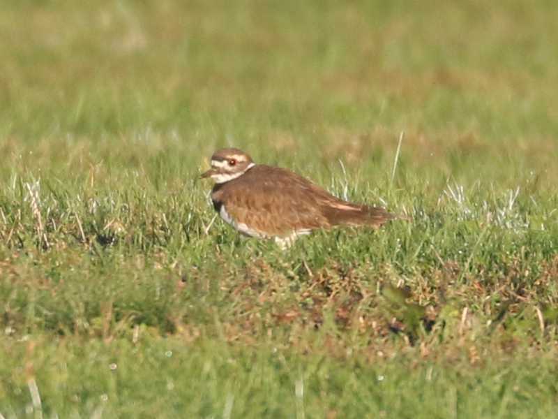 Mystery bird to be identified