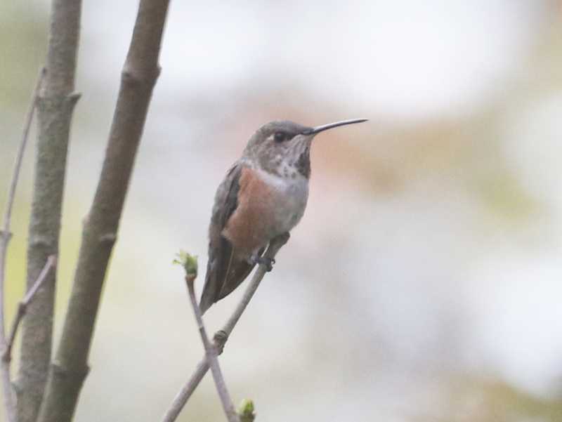 Mystery bird to be identified