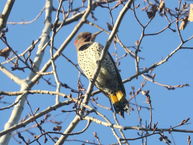 Mystery bird to be identified