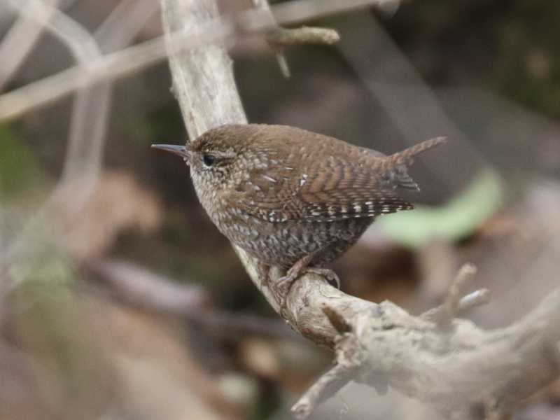 Mystery bird to be identified