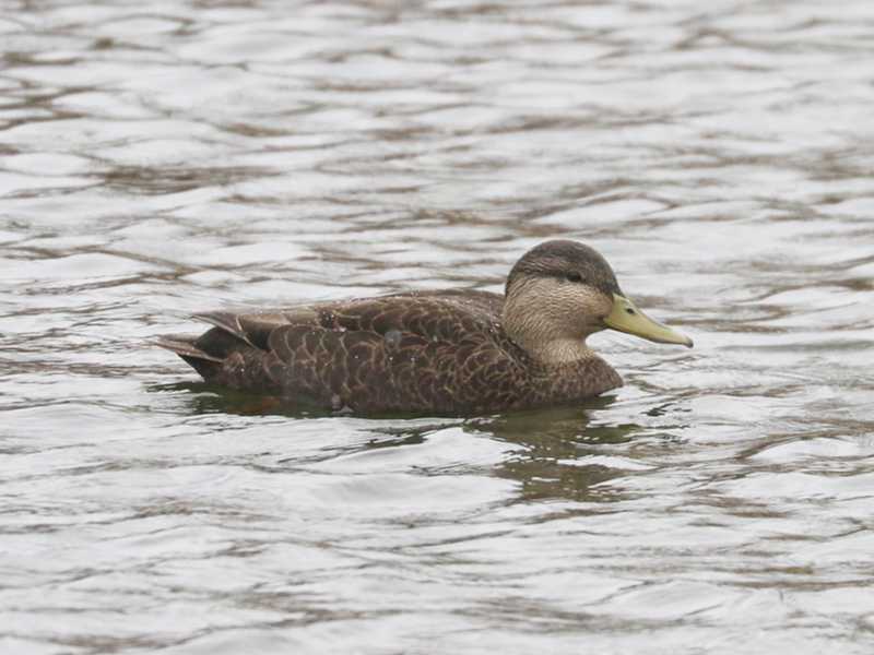 Mystery bird to be identified