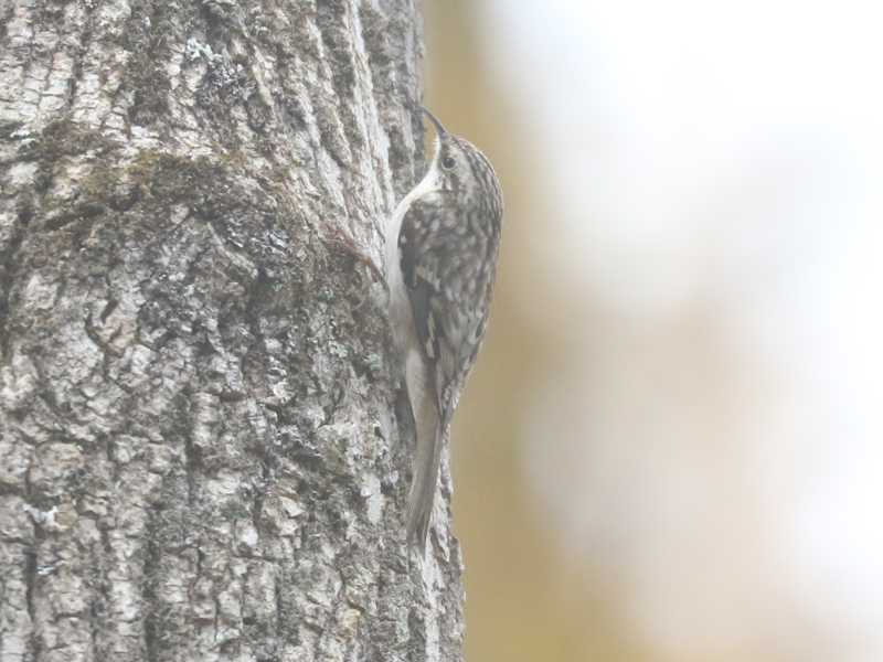 Mystery bird to be identified