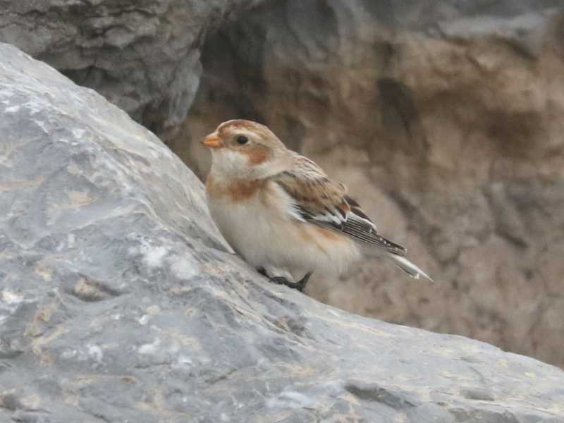 Mystery bird to be identified