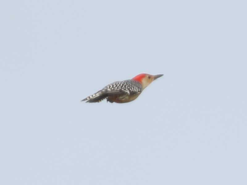 Mystery bird to be identified