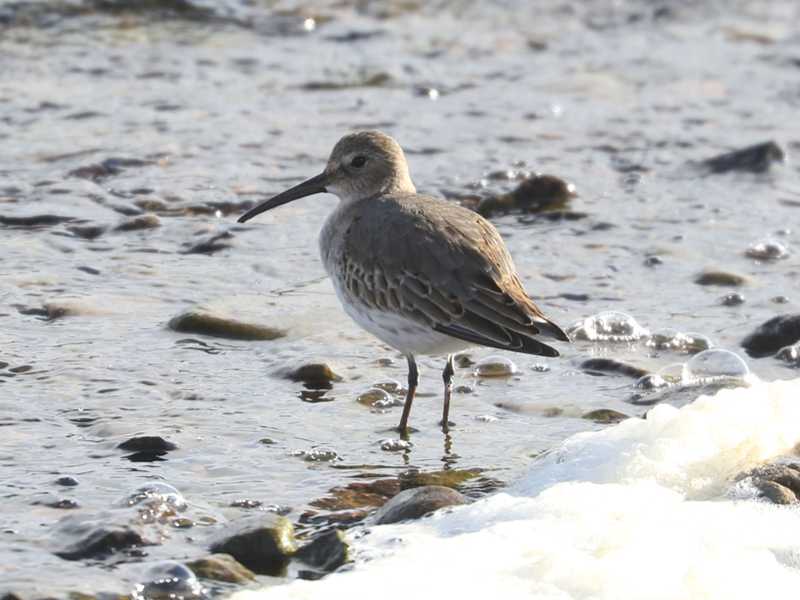 Mystery bird to be identified