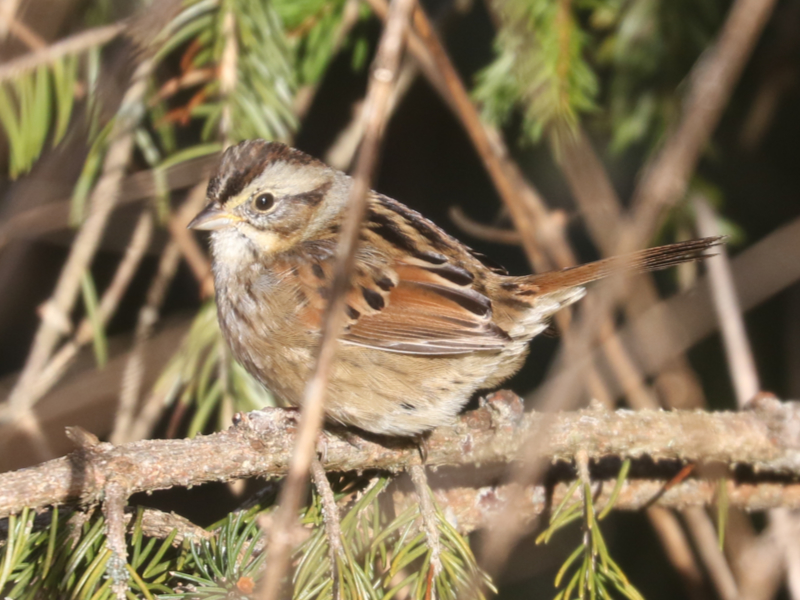 Mystery bird to be identified
