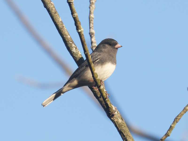 Mystery bird to be identified