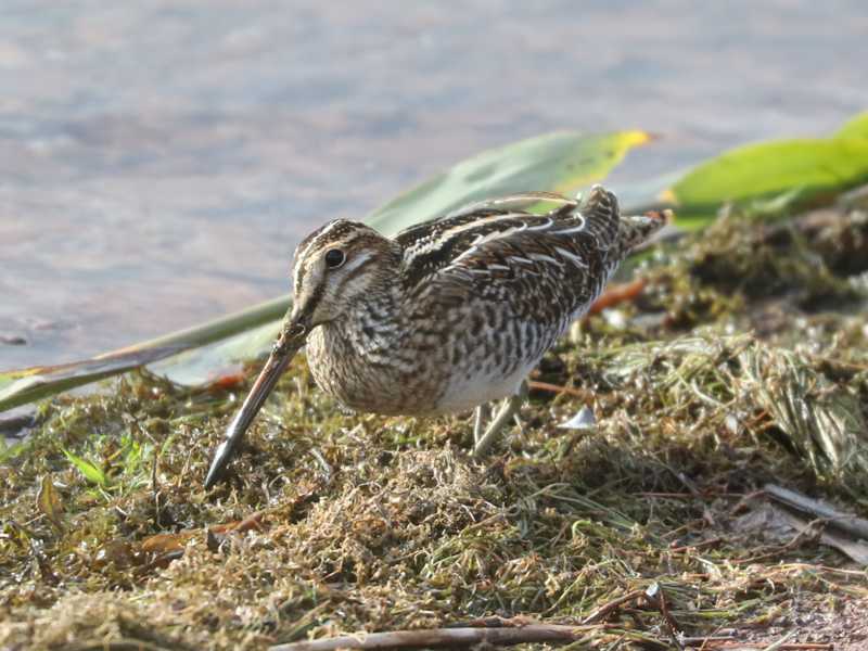 Mystery bird to be identified