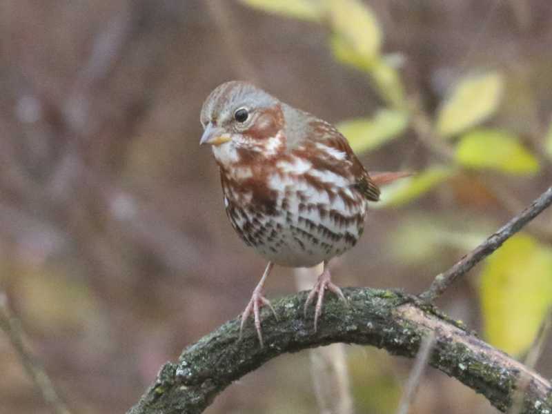Mystery bird to be identified