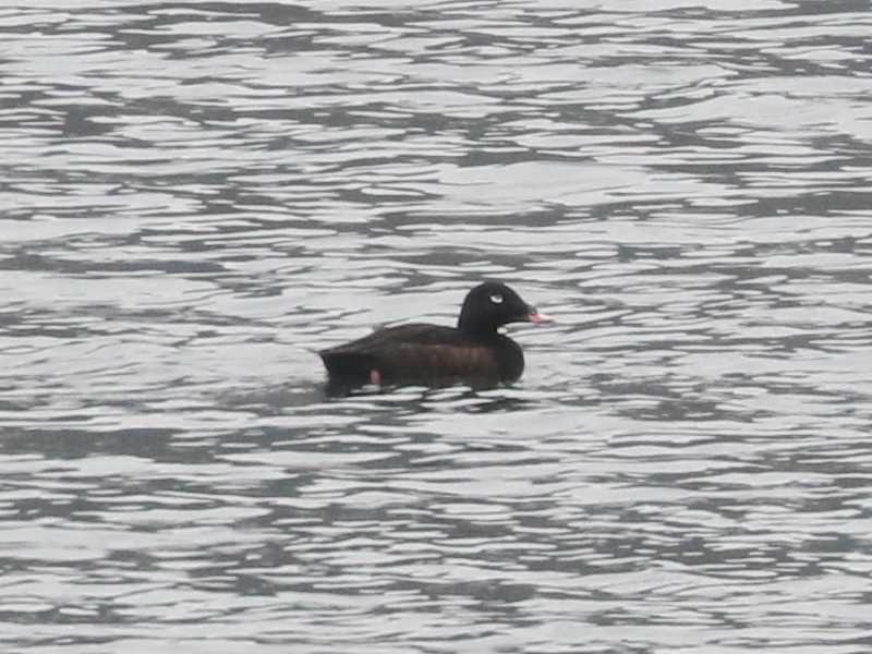 Mystery bird to be identified