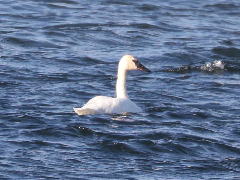 Mystery bird to be identified