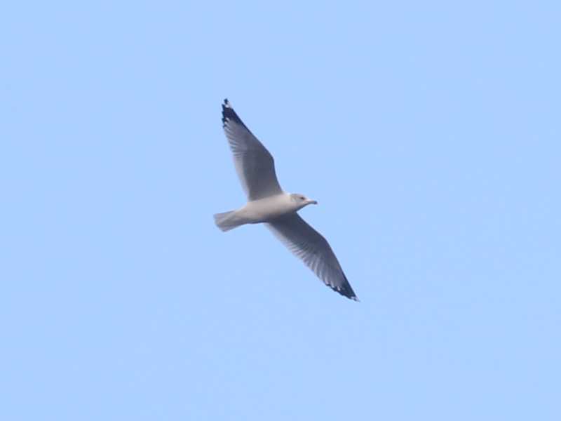 Mystery bird to be identified