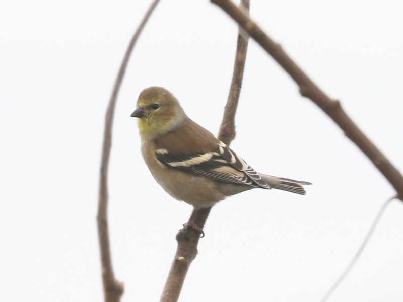 Mystery bird to be identified